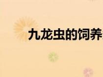 九龍蟲(chóng)的飼養(yǎng)條件(九龍蟲(chóng)的飼養(yǎng)) 九龍蟲(chóng)的飼養(yǎng)條件(九龍蟲(chóng)的飼養(yǎng))