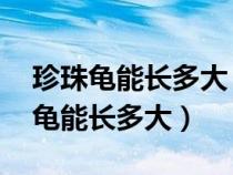 珍珠龜能長多大 珍珠龜增長速度快嗎（珍珠龜能長多大）