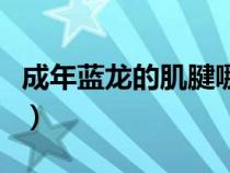 成年藍(lán)龍的肌腱哪里掉（成年藍(lán)龍的肌腱掉率）