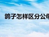 鴿子怎樣區(qū)分公母啊（鴿子怎樣區(qū)分公母）