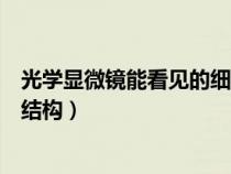 光學顯微鏡能看見的細胞結(jié)構(gòu)(光學顯微鏡下能看到的細胞結(jié)構(gòu)) 光學顯微鏡能看見的細胞結(jié)構(gòu)(光學顯微鏡下能看到的細胞結(jié)構(gòu))