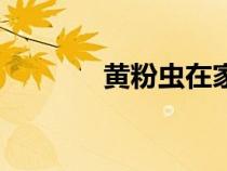 黃粉蟲在家怎么養(yǎng)（黃粉蟲）