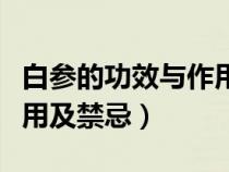 白參的功效與作用及禁忌癥（白參的功效與作用及禁忌）