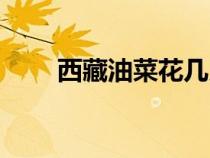 西藏油菜花幾月開（油菜花幾月開）