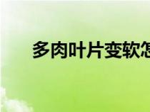 多肉葉片變軟怎么辦（多肉葉片變軟）