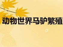動(dòng)物世界馬驢繁殖圖片（動(dòng)物世界馬驢繁殖）