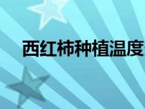 西紅柿種植溫度多少合適（西紅柿種植）