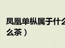 鳳凰單樅屬于什么茶怎么讀（鳳凰單樅屬于什么茶）