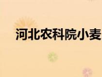 河北農科院小麥品種介紹（河北農科院）