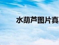 水葫蘆圖片真實(shí)照片（水葫蘆圖片）