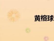 黃榕球價(jià)格（黃榕球）