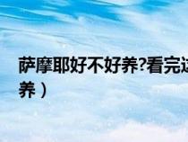 薩摩耶好不好養(yǎng)?看完這幾點(diǎn)你就知道啦!(薩摩耶犬好不好養(yǎng)) 薩摩耶好不好養(yǎng)?看完這幾點(diǎn)你就知道啦!(薩摩耶犬好不好養(yǎng))