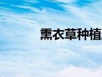 熏衣草種植環(huán)境（熏衣草種植）