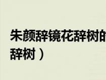 朱顏辭鏡花辭樹的上一句是什么（朱顏辭鏡花辭樹）