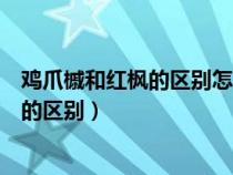 雞爪槭和紅楓的區(qū)別怎么辨認果實樹葉圖片(雞爪槭和紅楓的區(qū)別) 雞爪槭和紅楓的區(qū)別怎么辨認果實樹葉圖片(雞爪槭和紅楓的區(qū)別)