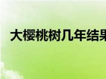 大櫻桃樹幾年結(jié)果子（大櫻桃樹幾年結(jié)果）