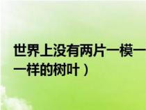 世界上沒有兩片一模一樣的樹葉作文(世界上沒有兩片一模一樣的樹葉) 世界上沒有兩片一模一樣的樹葉作文(世界上沒有兩片一模一樣的樹葉)