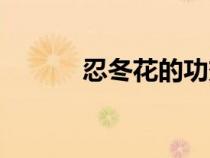 忍冬花的功效與作用（忍冬花）