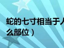 蛇的七寸相當(dāng)于人的哪個(gè)部位（蛇的七寸是什么部位）