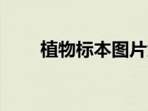 植物標(biāo)本圖片大全（植物標(biāo)本圖片）