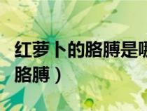 紅蘿卜的胳膊是哪個(gè)電視劇主題曲（紅蘿卜的胳膊）