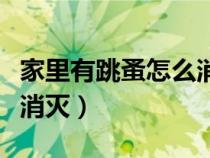 家里有跳蚤怎么消滅小妙招（家里有跳蚤怎么消滅）