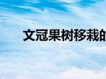 文冠果樹移栽的最佳時(shí)間（文冠果樹）