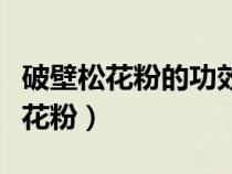 破壁松花粉的功效與作用及食用方法（破壁松花粉）