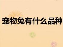 寵物兔有什么品種圖片(寵物兔有什么品種) 寵物兔有什么品種圖片(寵物兔有什么品種)
