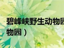 碧峰峽野生動物園朋友圈文案（碧峰峽野生動物園）