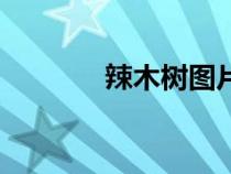 辣木樹(shù)圖片和功效（辣木樹(shù)）