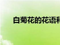白菊花的花語(yǔ)和象征（白菊花的花語(yǔ)）